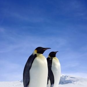 Meet your Posher, Perry